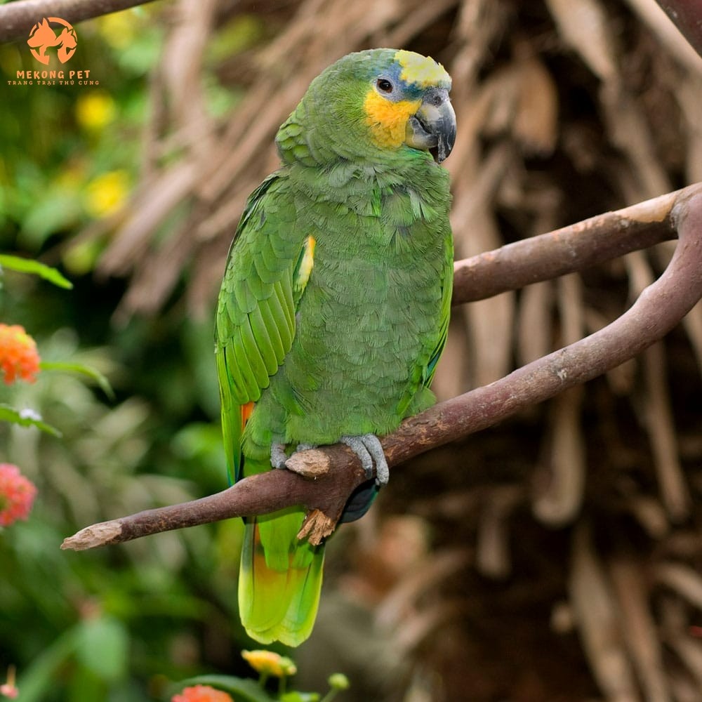 Mua Bán Vẹt Amazon Giá Tốt Tại TP.HCM